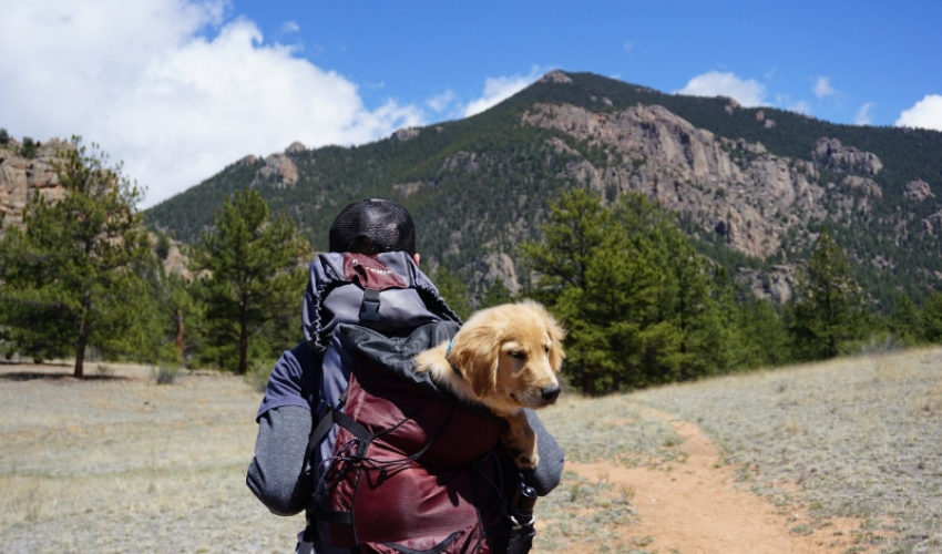 Estate Planning Client Profile #55 | Single Man | Dog | Real Property