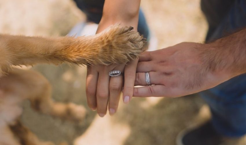 Estate Planning Client Profile #88 | Married Couple | No Children | Pet